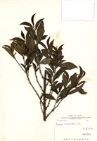 藏品(銳葉柃木)的圖片